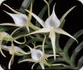 Angraecum longicalcar